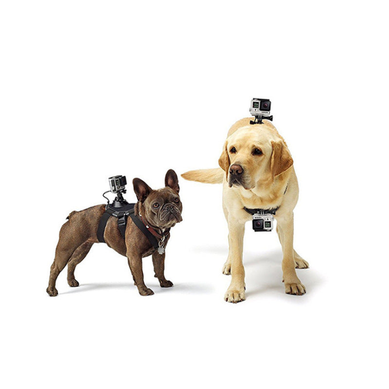 Pet Photography And Dog Sling
