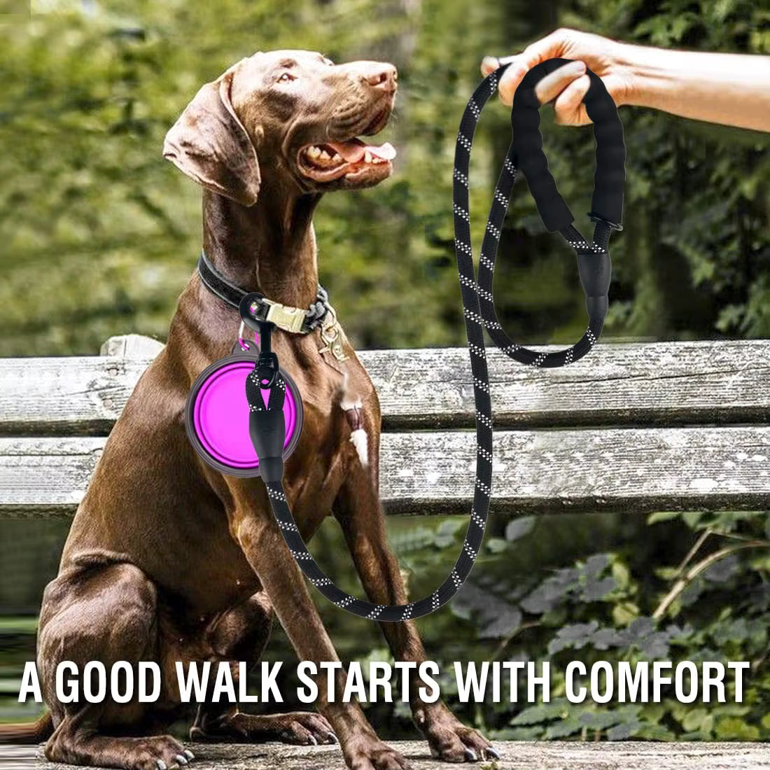 Dog on a leash with a pink collar, sitting on a bench outdoors.