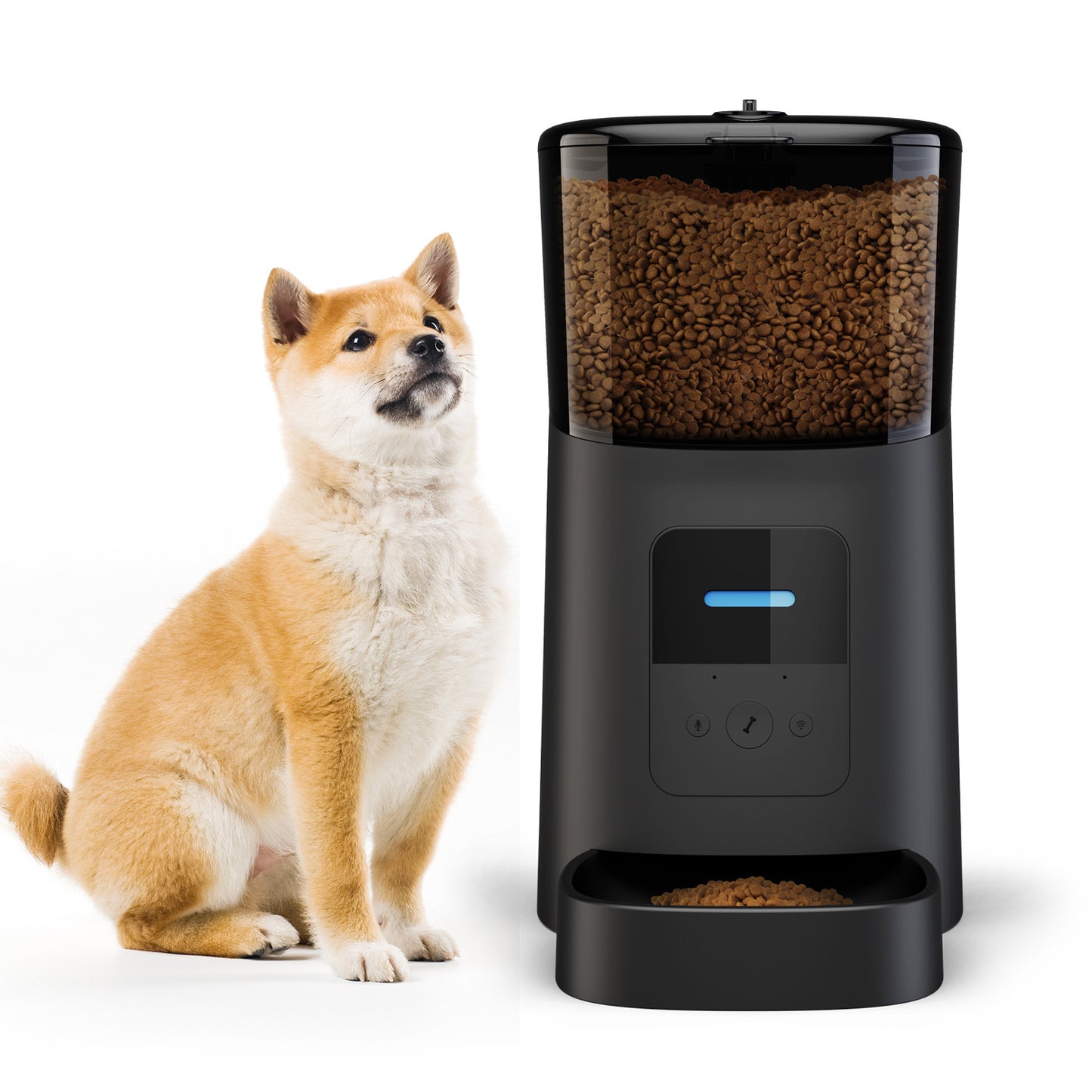 Automatic pet feeder with digital display dispensing kibble next to sitting tan and white dog