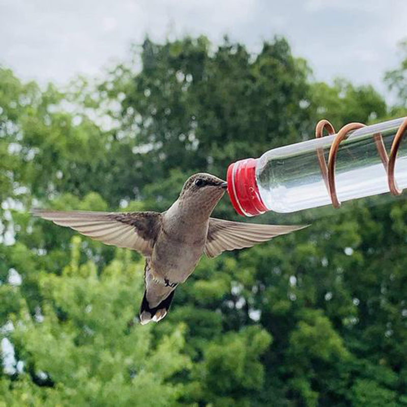Hummingbird feeding from a clear Garden Bird Feeder with red accents in a green outdoor setting