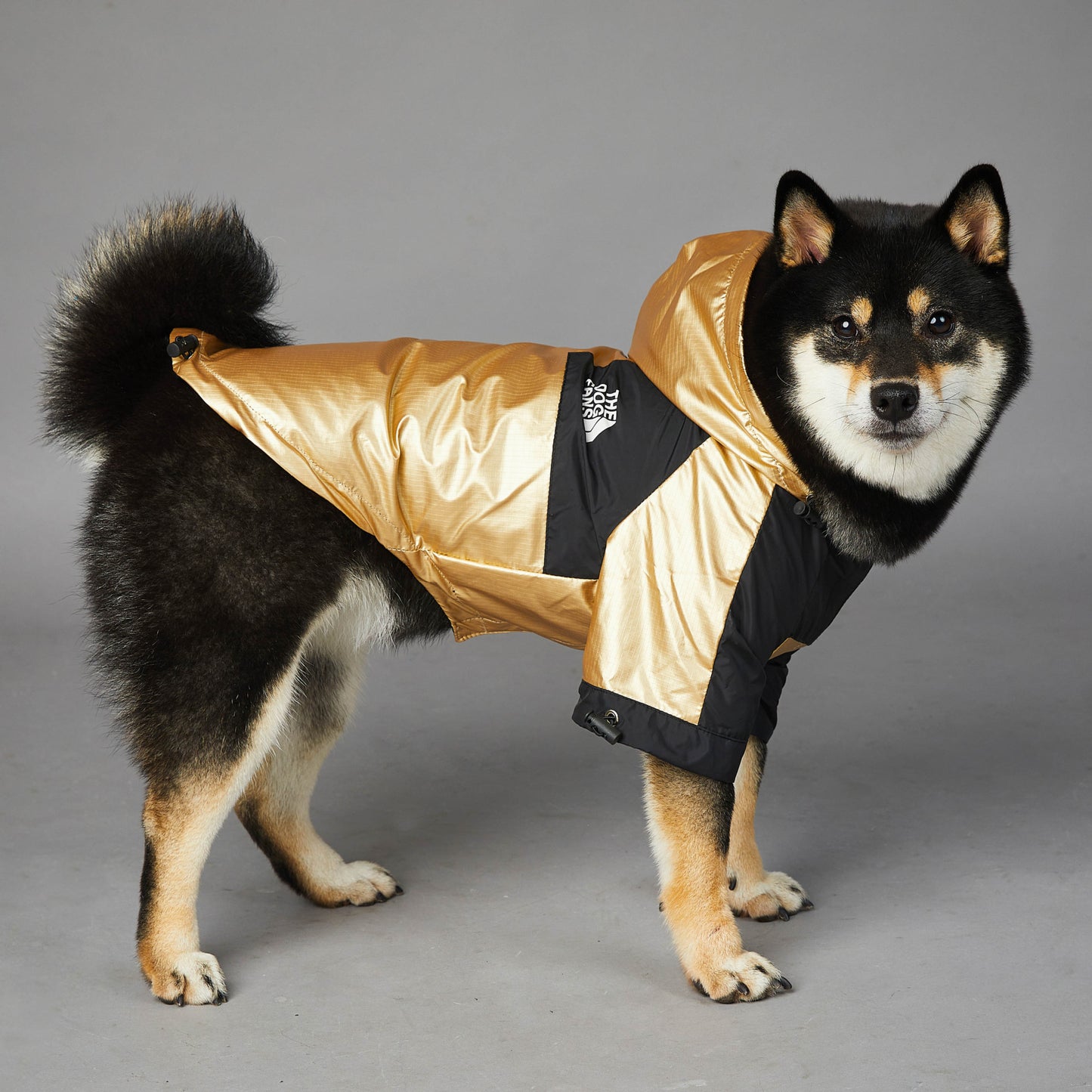 Black and tan dog wearing a durable raincoat for large dogs in shiny gold and black color