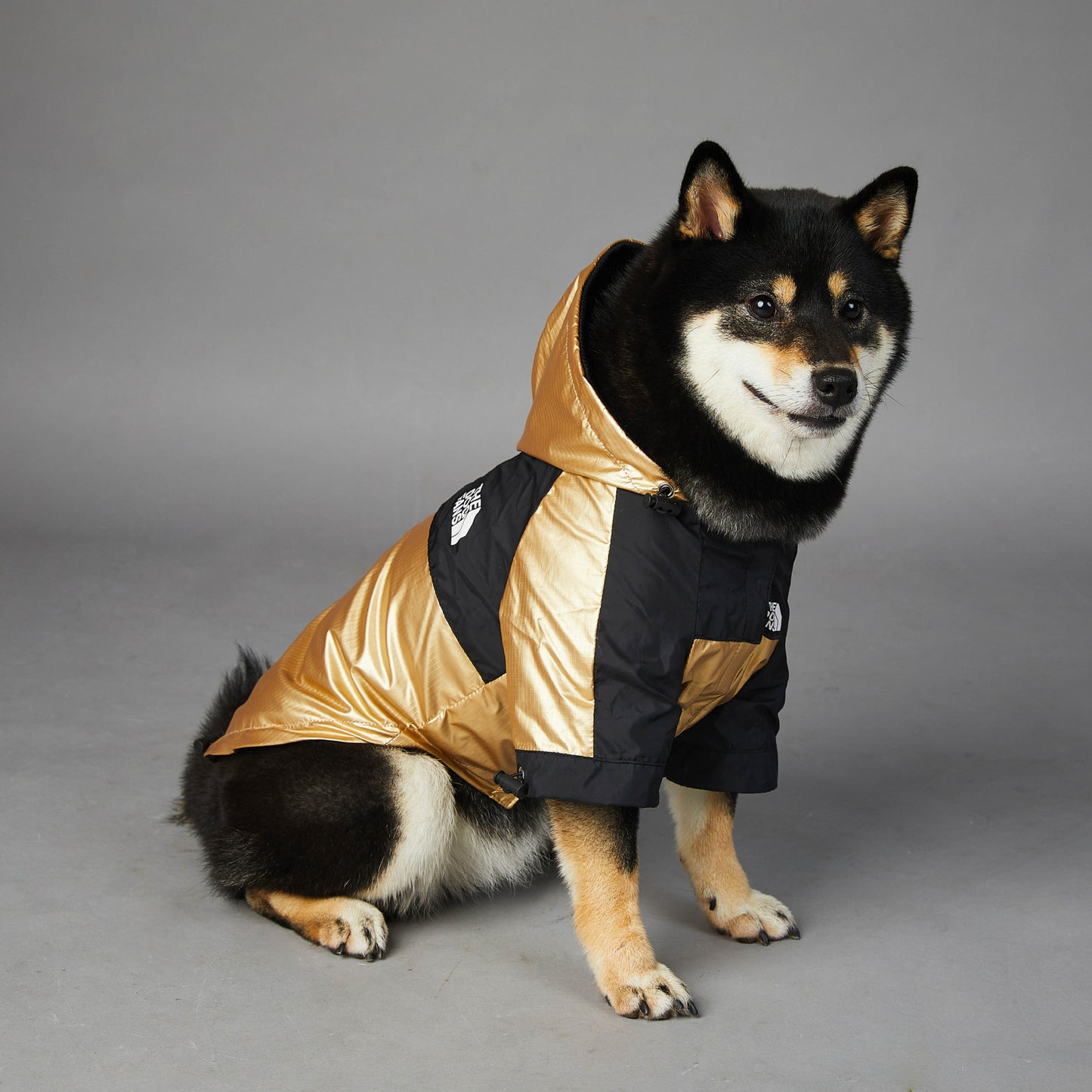 Black and tan dog wearing a durable raincoat for large dogs with black and gold waterproof material
