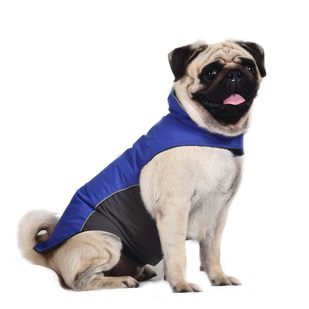 Pug wearing a blue and black vest jacket dog clothes for animal comfort and warmth