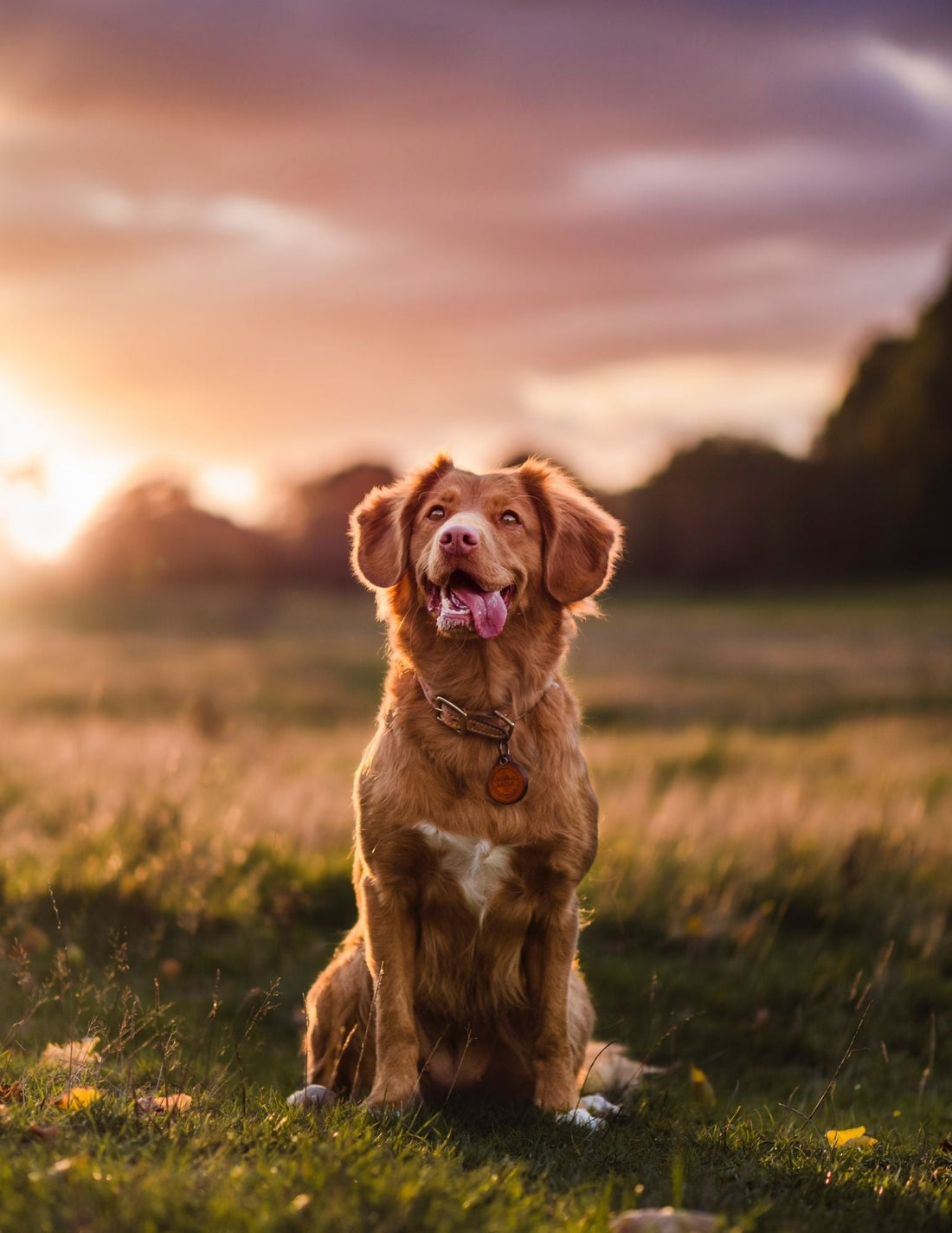 Choosing Durable and High-Quality Dog Jackets in the United States | Furfamilyclub