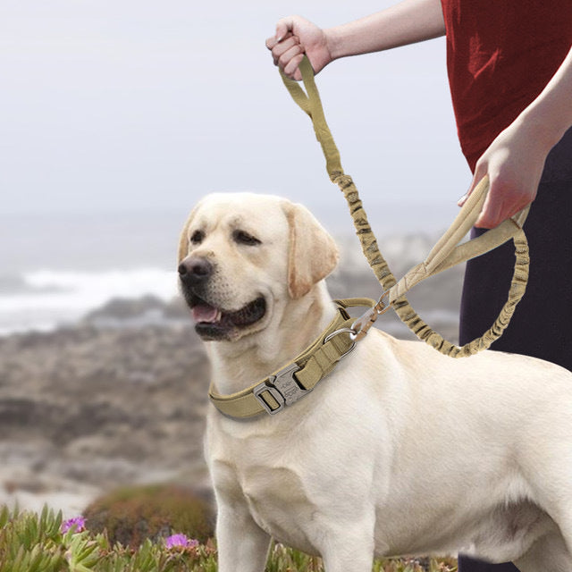 Nylon dog collars for large dogs featuring a comfortable design on a Labrador by the shoreline