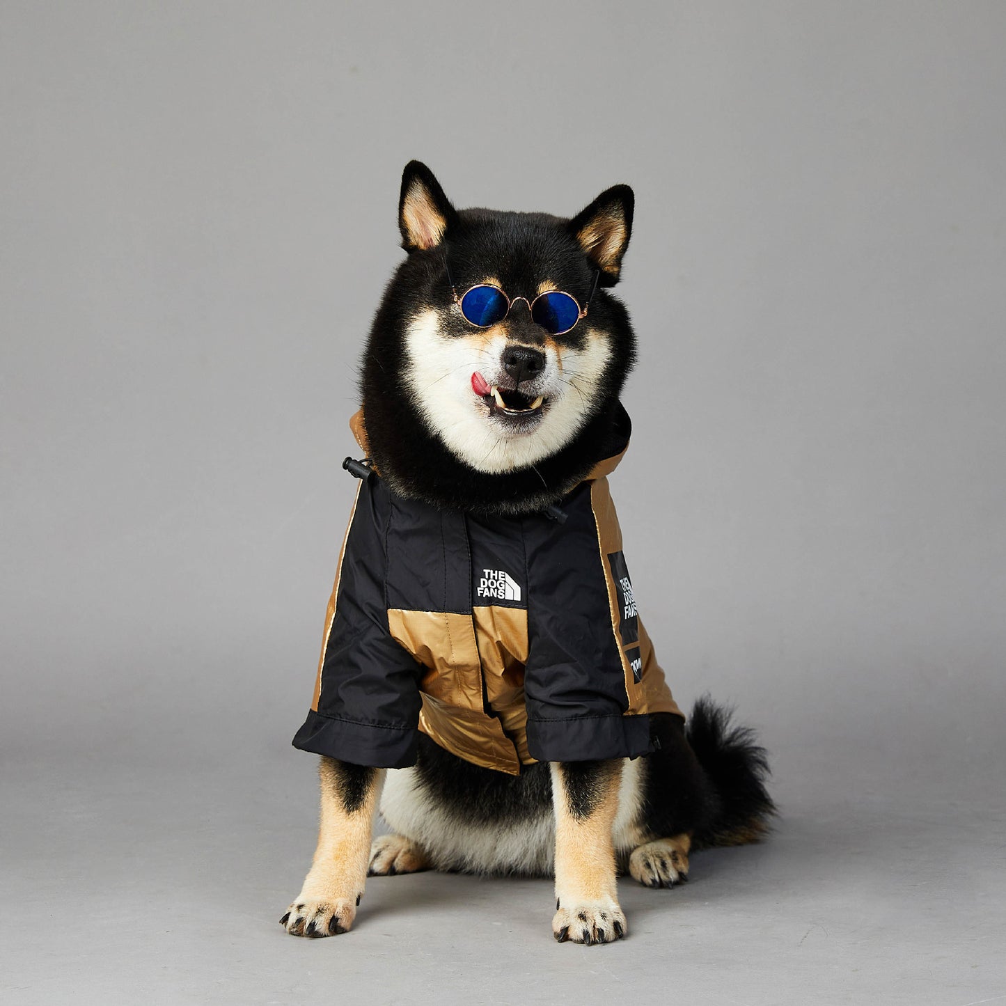 Black and tan dog wearing a durable raincoat for large dogs with sunglasses on gray background