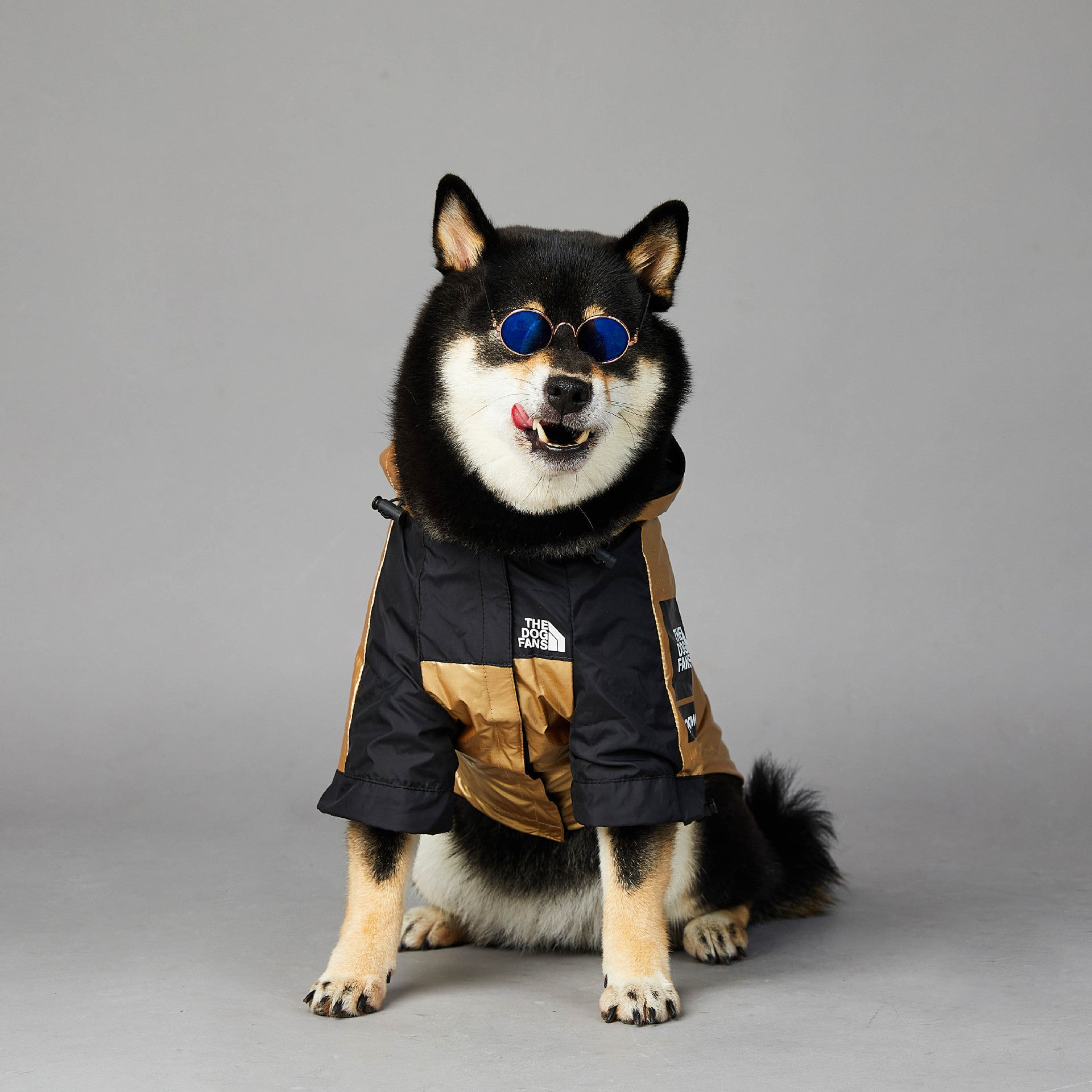 Black and tan dog wearing a durable raincoat for large dogs with sunglasses on gray background