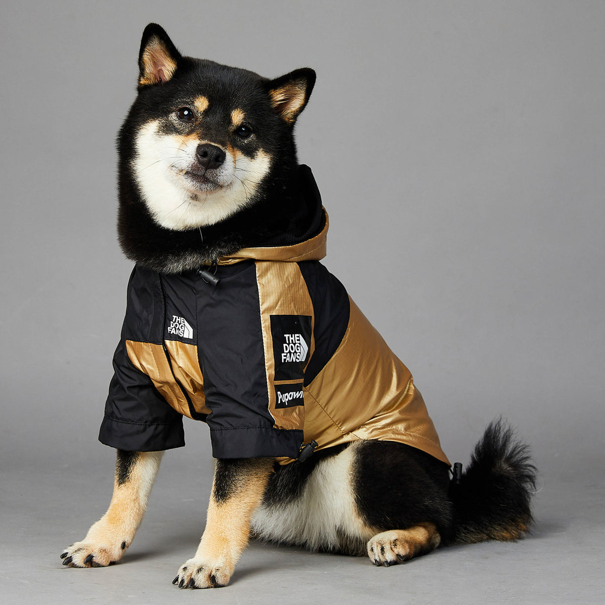 Black and gold durable raincoat for large dogs worn by a sitting Shiba Inu dog indoors